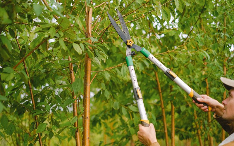 Tree trimming in Lilliwaup, WA