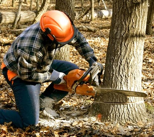 Tree Removal in Lilliwaup, WA